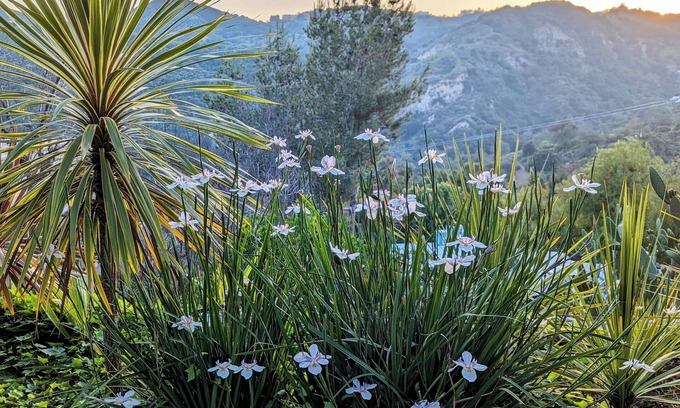 Sylvia Park House | Charming 2 BR/2BTH Topanga Canyon cottage
