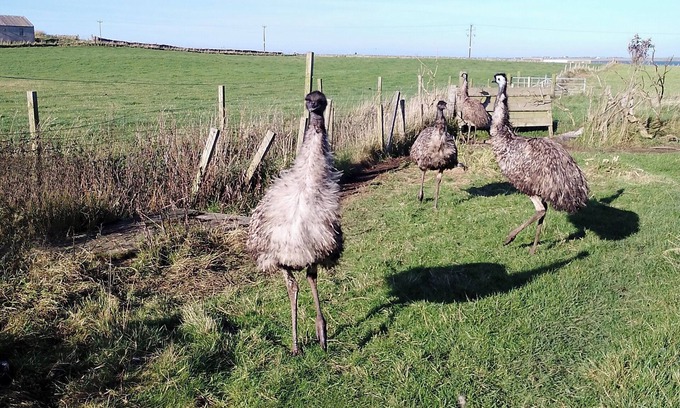 Sanday House | Comfortable three bedroom bungalow located in Orkney Islands complete with emus.
