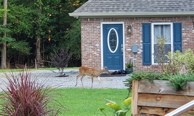 Madison House | Cozy guesthouse minutes from multiple amenities