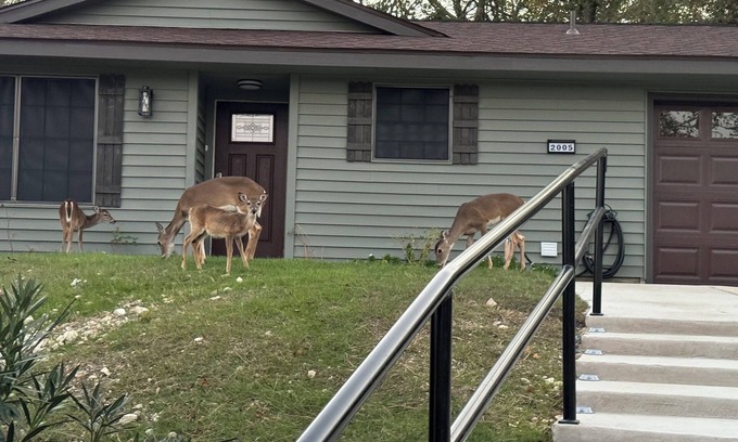 Copperas Cove House | Deer Hill - Charming 3-bedroom house with WiFi and AC overlooking Copperas Cove