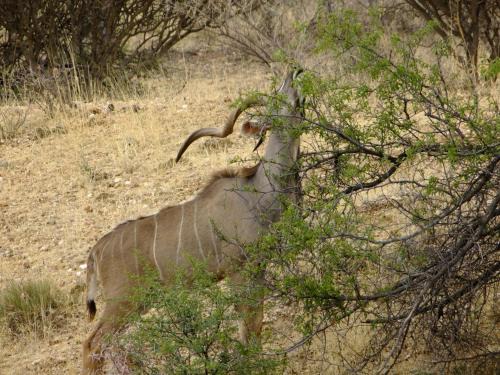 Windhoek Cabin | Desert Game Farm & Tented Lodge, Khomashochland, En Route to Sossusvlei