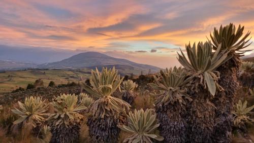 El Angel Hotel | Espeletia Lodge