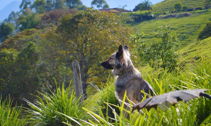 Salento Other | farm 1.5 km from Salento, incredible view