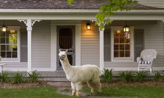 Wellington Other | Farm Cottage on Alpaca Farm in Prince Edward County - Alpaca, Horses & more!