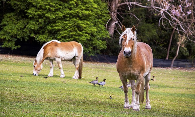 Valla Beach Other | FEED THE ANIMALS! Coastal Farm Stay - just off M1- whole house 4U alone