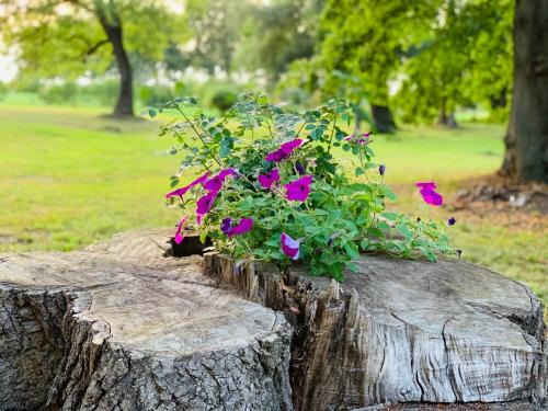 Muritz Apartment | Ferienwohnung am Eiskeller