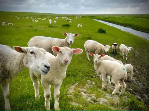 Neßmersiel Apartment | Fewo Elsternest