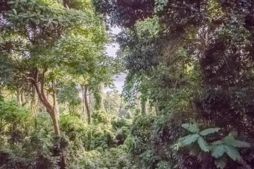Morong Apartment | FOREST and OCEAN Nest with Self-Service Breakfast - AC, Monkeys, Pet Friendly with a Fee