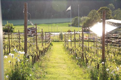 Huskvarna Bed & Breakfast | Gisebo Vingård