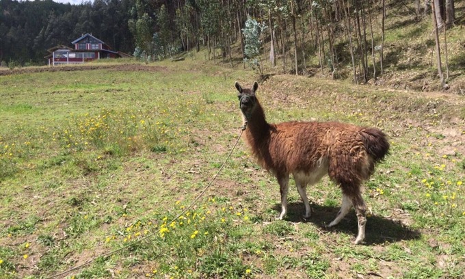 San Pablo del Lago Other | HIGHLANDS FARM EXPERIENCE IN THE MIDDLE OF THE WORLD