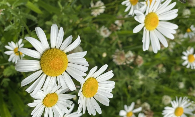 Cherryville House | Historical Log Cabin