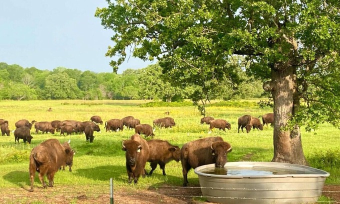Bryan Cabin | Home on the Range ~ An escape to wildlife in Aggieland!