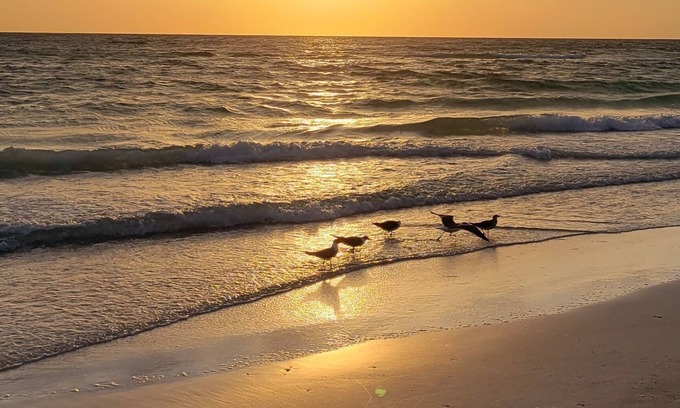 Ruskin Apartment | Home Paradise, Cozy guest suite in Ruskin POOLS HIGH SPEED WIFI BEACH MINUTES!