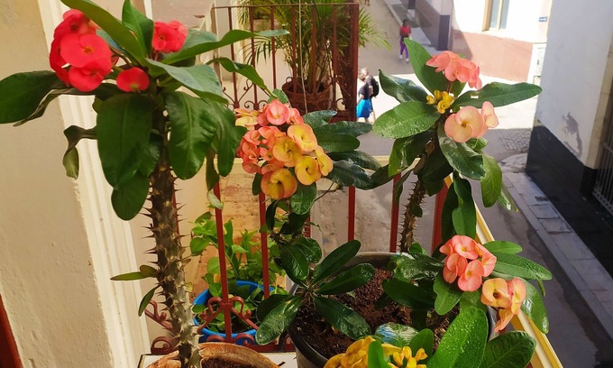 Old Havana House | Hostal Maria & Julio