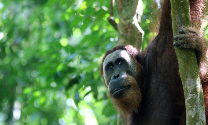 Bukit Lawang House | Ida Guest House & JUNGLE TREKKING