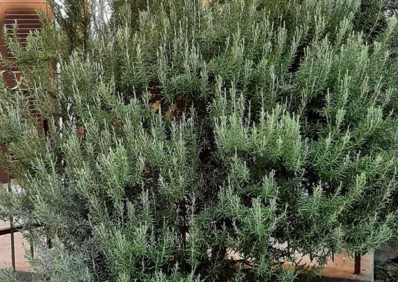 Fresonara House | IL ROSMARINO