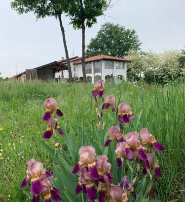 Dogliani Apartment | Iris