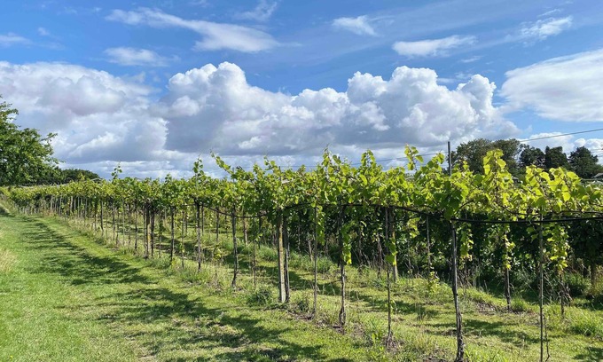 Karrebksminde Apartment | Italien vinyard feeling close to Karrebæksminde