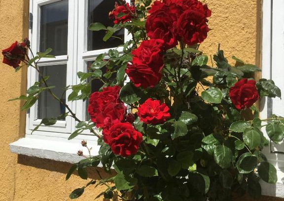 Middelfart Bed & Breakfast | Jan og Inges Bed & Breakfast