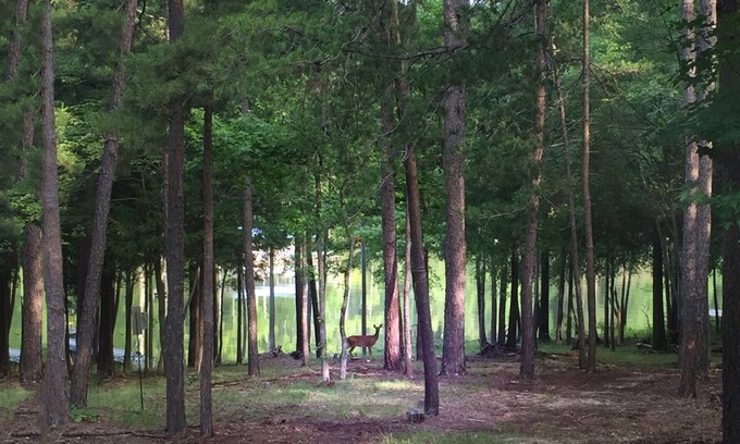 Merifield Acres Cabin | Kerr Lake Log Cabin On Calm Cove With Gentle Slope To Water, Nearby Sandy Beach