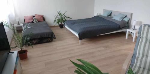 Szolnok Apartment | Konstantin Apartman