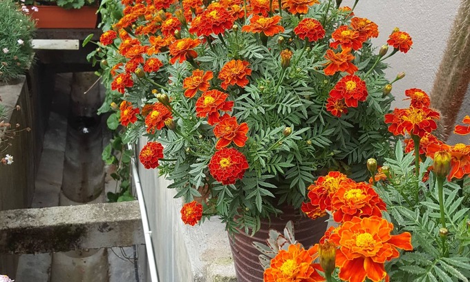 Tanah Rata Apartment | KPW at Royal Lily Apartment