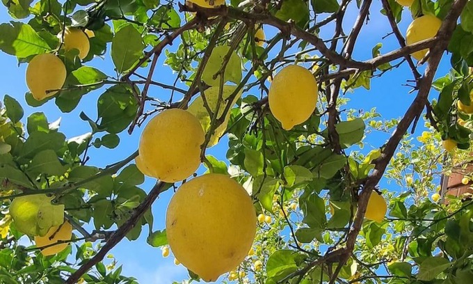 Ameglia Apartment | La Limonaia