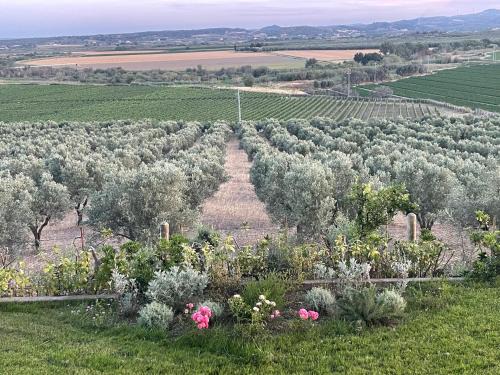 Strongoli House | La Pizzuta del Principe