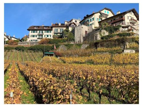 Montreux House | La Vigneronne, Tuin