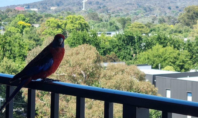 Lyneham Apartment | Large Bedroom with Private Bathroom and Luandry in Shared Apartment.