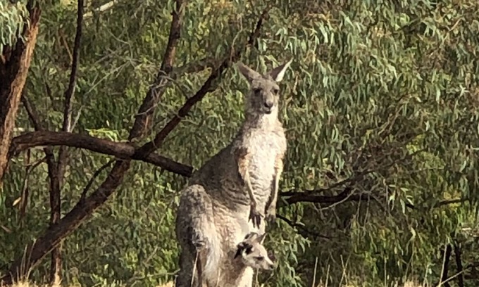 Wallaroo Bed & Breakfast | Last Stop Ambledown Brook Train Carriage XBS 2162