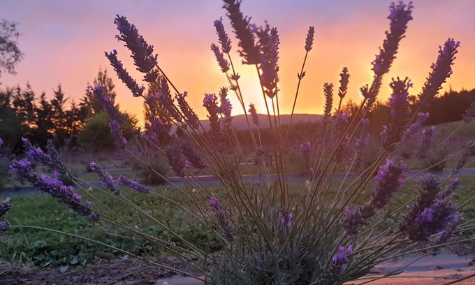 Mosgiel House | Lavender Row Farm
