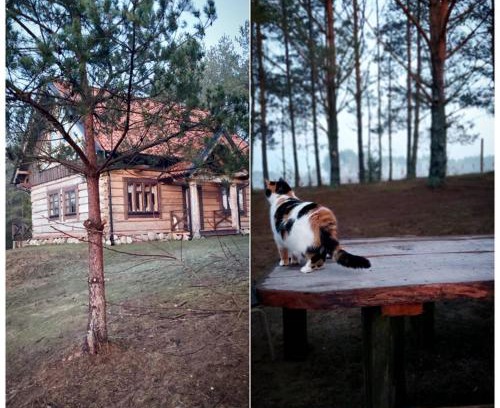 Waglikowice House | Leśne lato