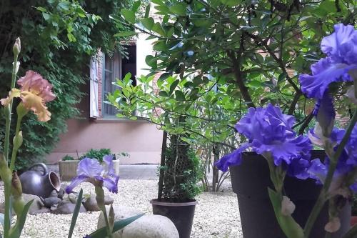 Beaumont-de-Lomagne Apartment | Le Despeyrous gite en ville