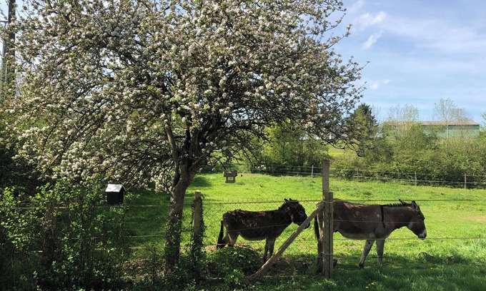Menetou-Ratel Other | Le Gîte des Ânes du Sancerrois