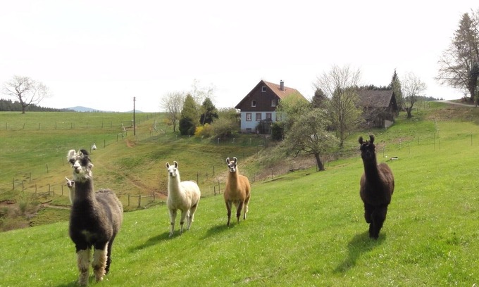 Biederbach Other | Llama and Maine Coon farm in sunny and secluded location in Biederbach 3 rooms