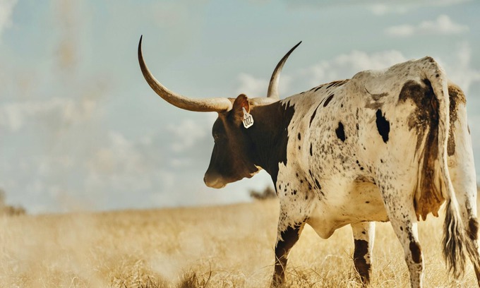 Elgin Cottage | Longhorn Ranch Casita