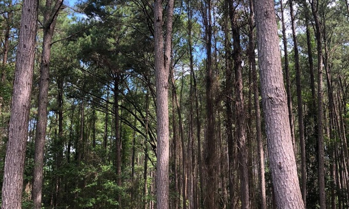 Ridgeland House | Low Country Carriage House Amidst Towering Pines