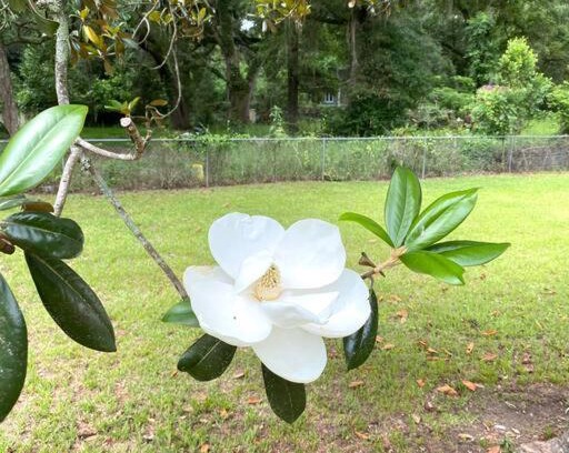 Albany House | Luxurious Hidden Oasis 4BD Near Downtown Albany, GA