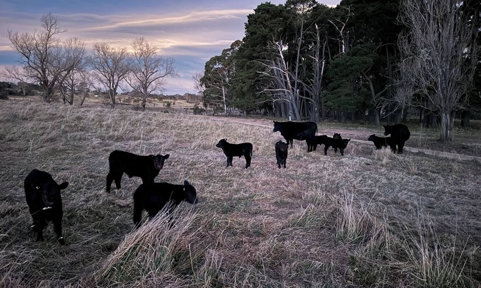 Durran Durra Other | Luxury farm stay just 12 minutes from Braidwood