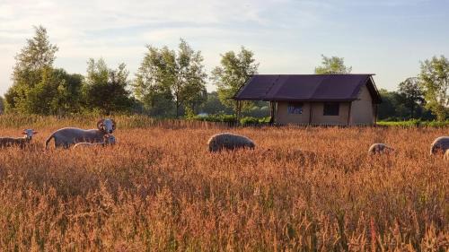 Klarenbeek Other | Luxury Safari Tent near Veluwe