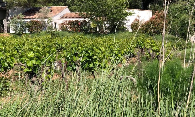 Rousset Villa | MAGNIFICENT VILLA AMID VINEYARDS AND PINE TREES NEAR AIX EN PROVENCE