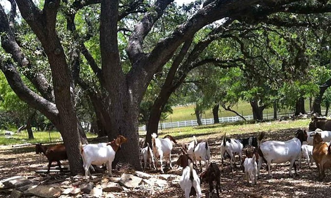 Boerne Cabin | MegaCabin on a 40-Acre Wildlife Preserve, Exotic Animal Sanctuary & Horse Ranch