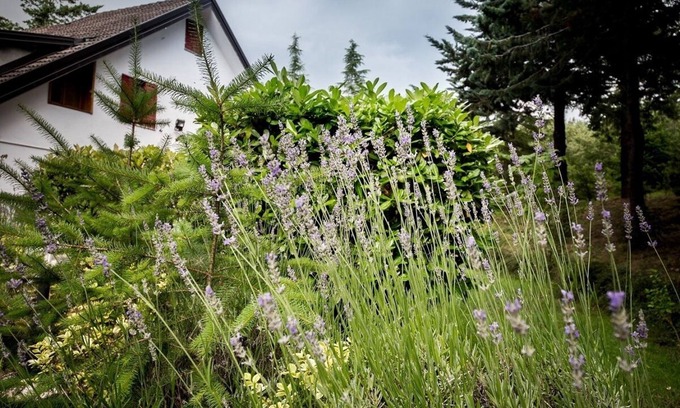 Pignola Apartment | Mini apartment in villa with garden view