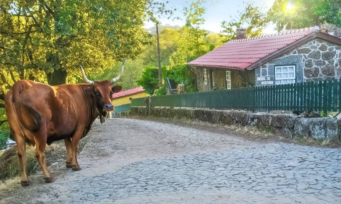 Pico Cottage | Nature in its purest state .