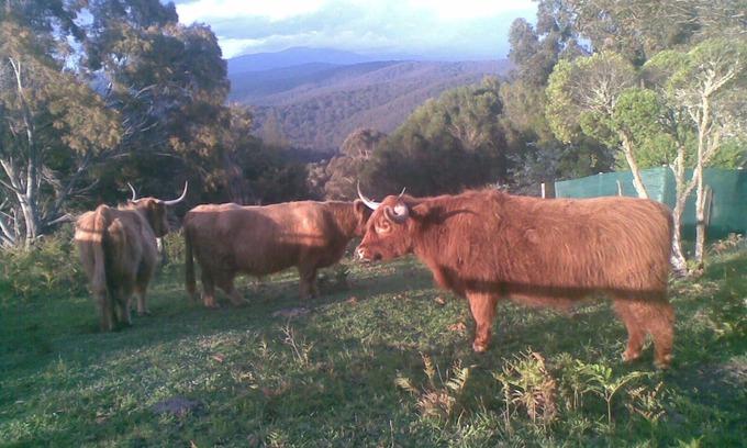 Neerim East Bed & Breakfast | Near and Far Nature Stay, self contained cabins.n