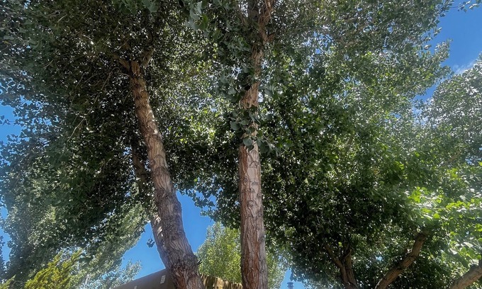 Barelas House | Old Adobe home, newly plastered & painted, near historic landmarks, great yard!