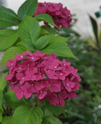 Mtsvane Kontskhi House | Olesya Guesthouse