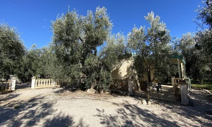 Mattinata Apartment | Olive House - Trilo 4