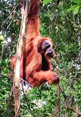 Bukit Lawang Cabin | On The Rocks Bungalows, Restaurant and Jungle Trekking Tours